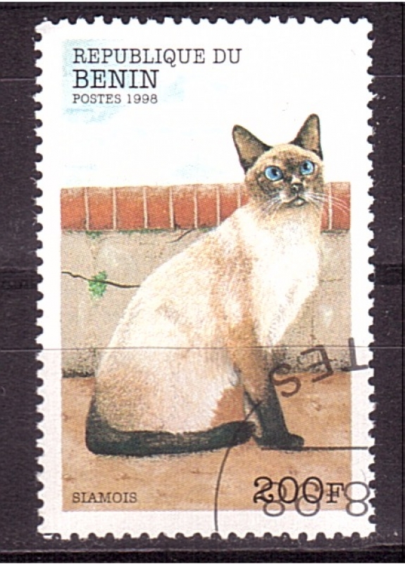 serie- Gatos