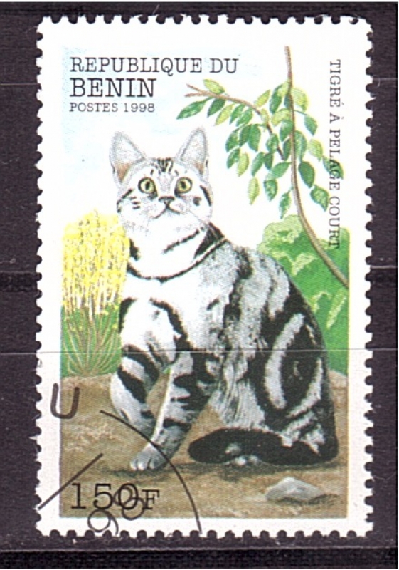 serie- Gatos
