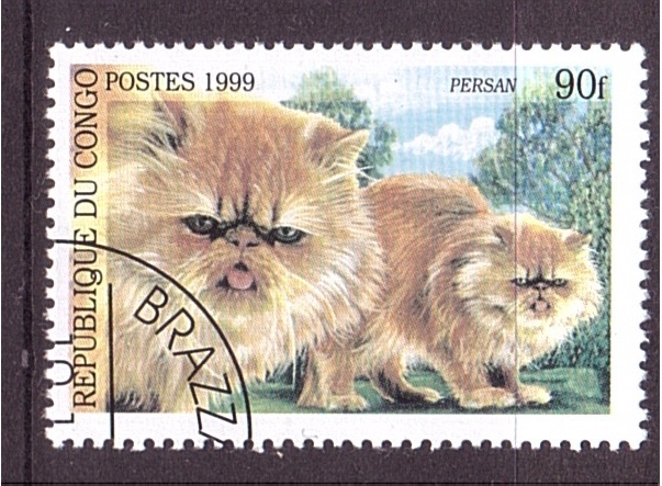 serie- Gatos