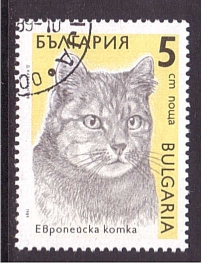 serie- Gatos