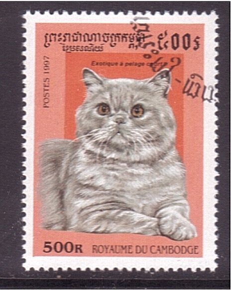 serie- Gatos