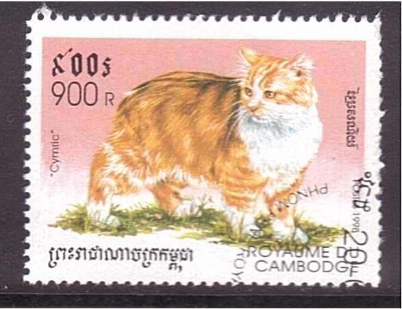 serie- Gatos