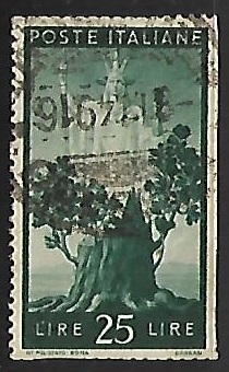 New tree growing and Italy