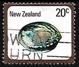Paua (Haliotis iris)