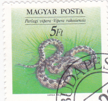 VIBORA