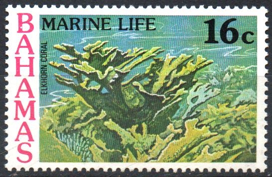 CORAL  CUERNO  DE  ALCE