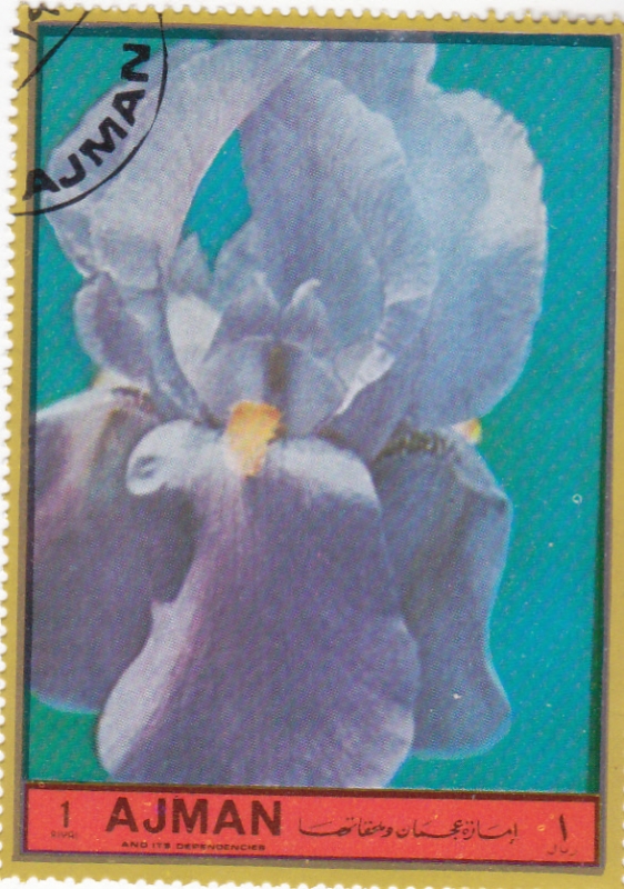 FLORES-
