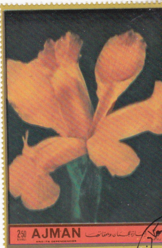 FLORES-