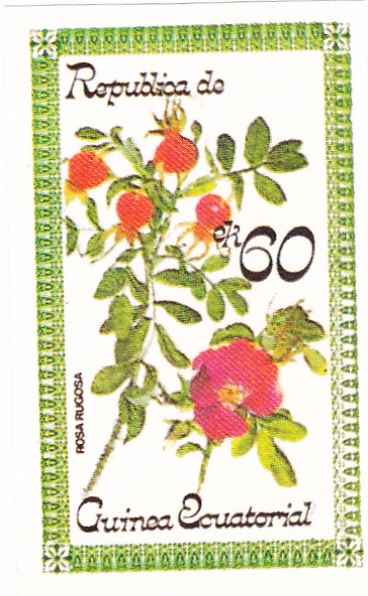FLORES-