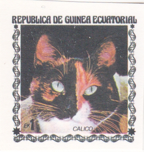 GATO- CALICO