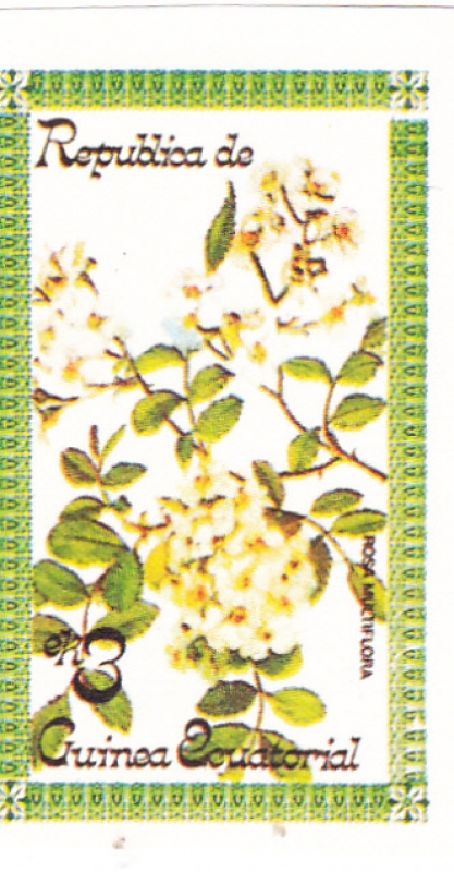 FLORES- ROSA MULTIFLORA