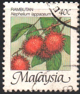 FRUTOS.  NEPHELIUM  LAPPACEUM.