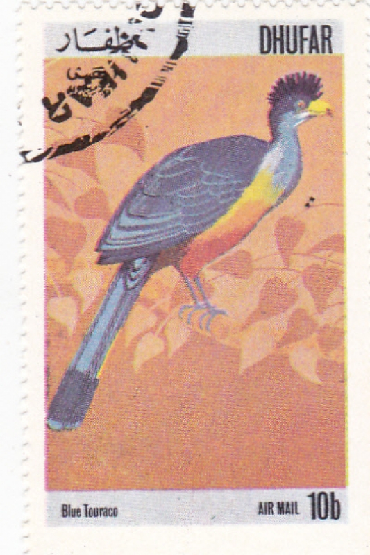 AVE- TURACO AZUL