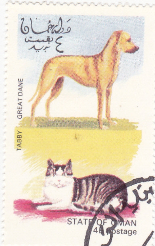 perro y gato de raza-