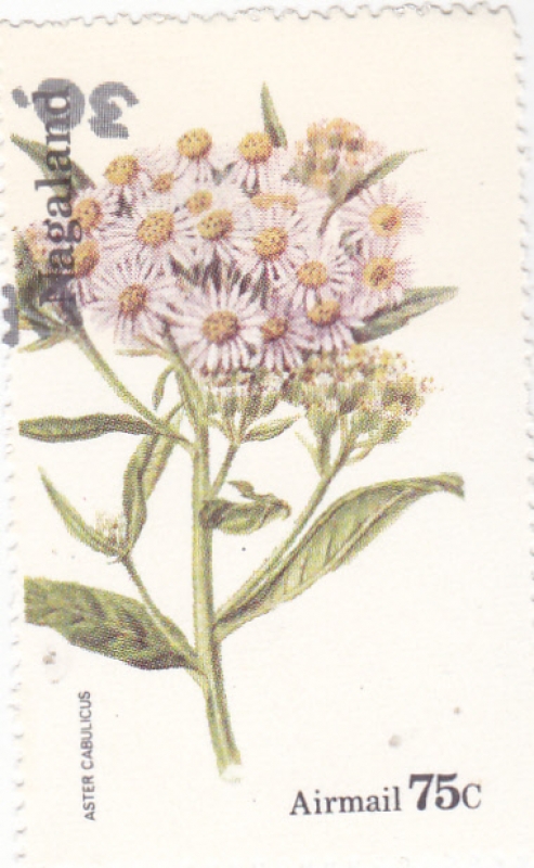 FLORES-