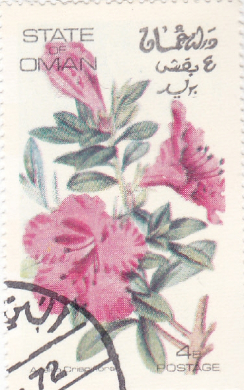 FLORES-