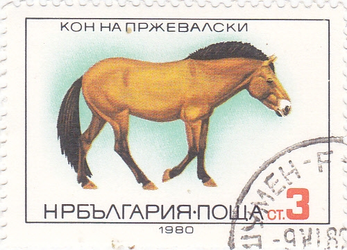 CABALLO