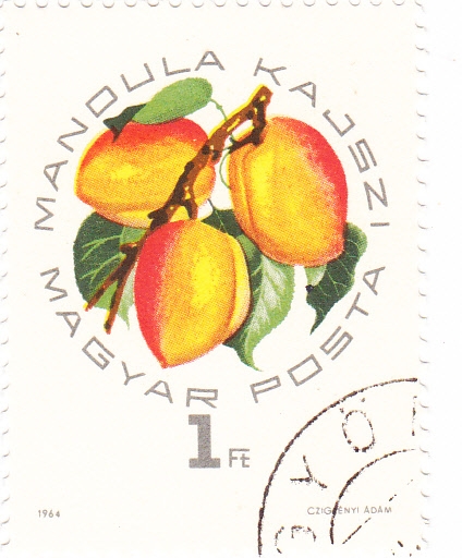 FRUTA