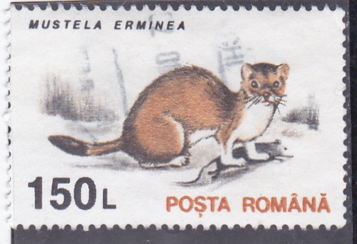 MUSTELA ERMINEA