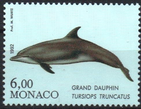 GRAN  DELFIN.  TURSIOPS  TRUNCATUS.