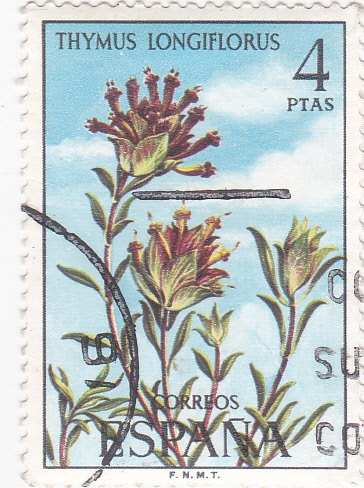 THYMUS LONGIFLORUS (32)