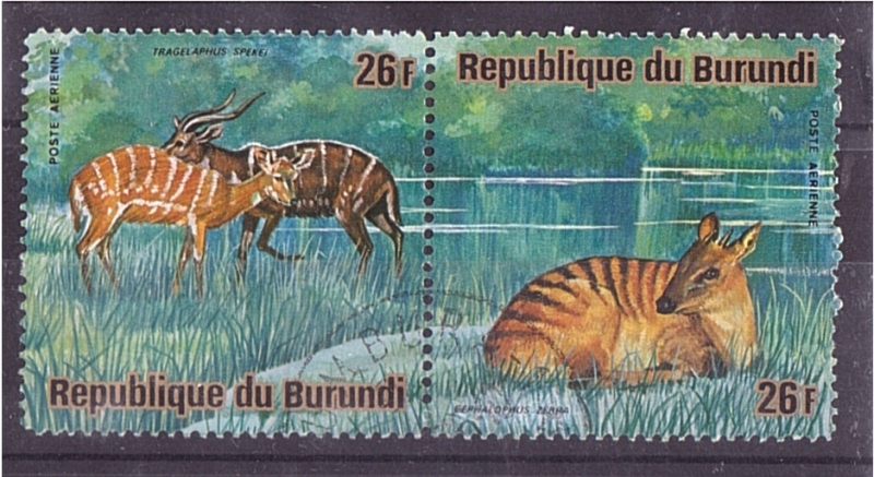 serie- Animales africanos
