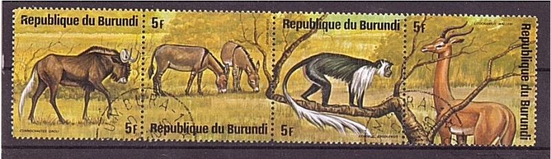serie- Animales africanos