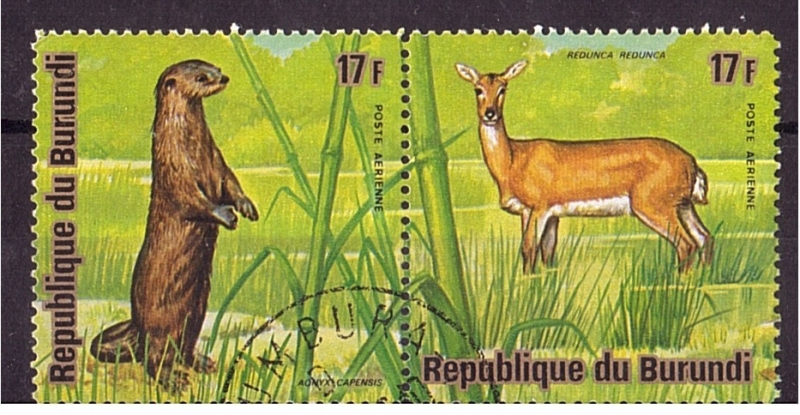 serie- Animales africanos