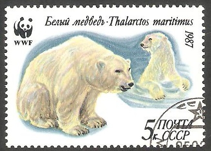 5391 - oso thalarctos maritimus