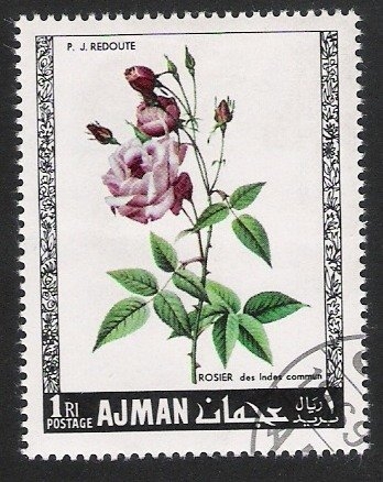Rosas, Ajman