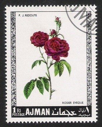 Rosas, Ajman