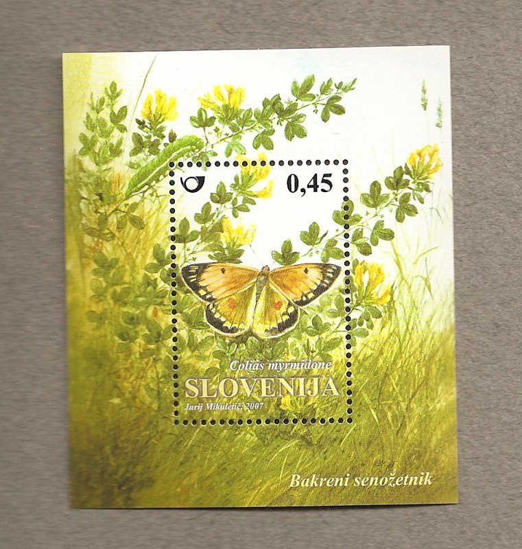 Mariposa Colias myrmidone