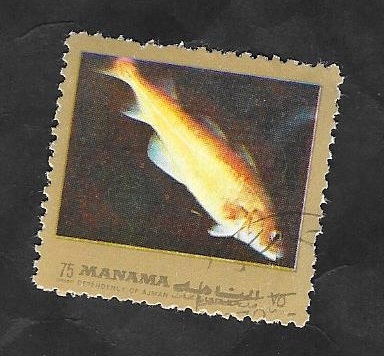 Manama - Fauna marina