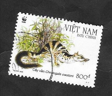 2168 - Fauna animal, Civette, Chrotogale owstoni