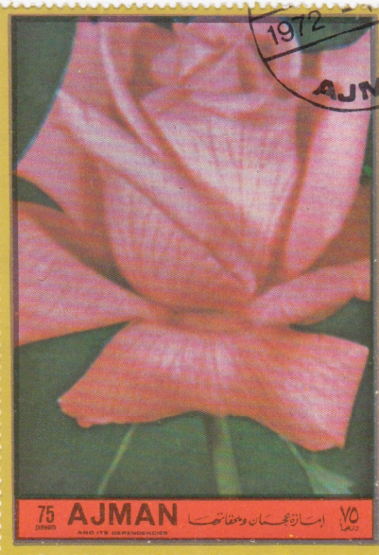 FLORES- ROSA