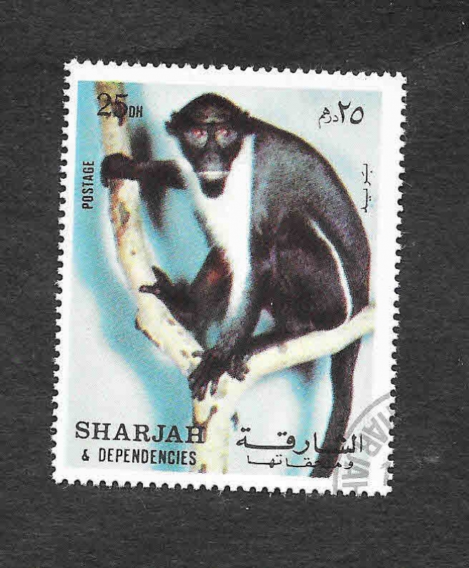 Primate