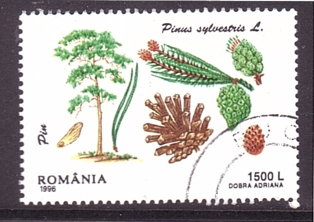 Partes del pino
