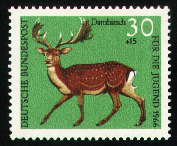 Damhirsch