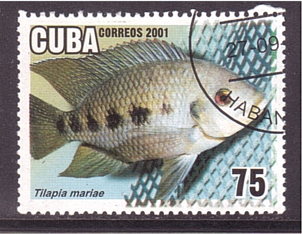 serie- Peces