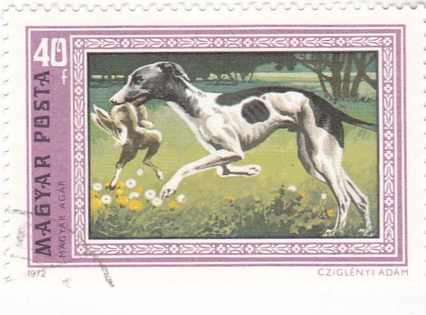 PERRO DE CAZA