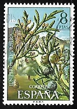 Flora - Sabina albar
