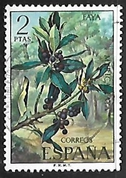 Flora - Faya