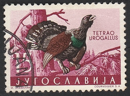 745 - Gallo