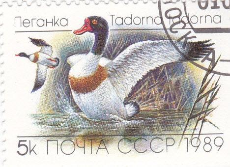 PATOS