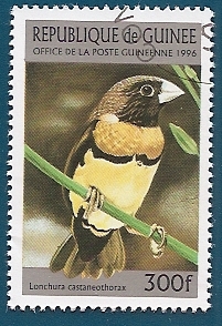 AVES - Capuchino de pecho castaño