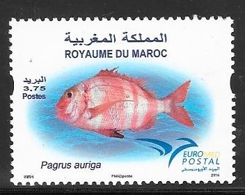 1734 - Pez del mar Mediterráneo, pagrus auriga