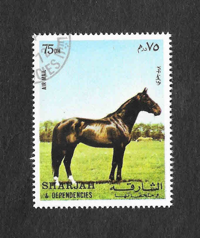 Mi1008A - Caballo
