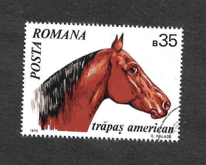 2210 - Caballo Mustang