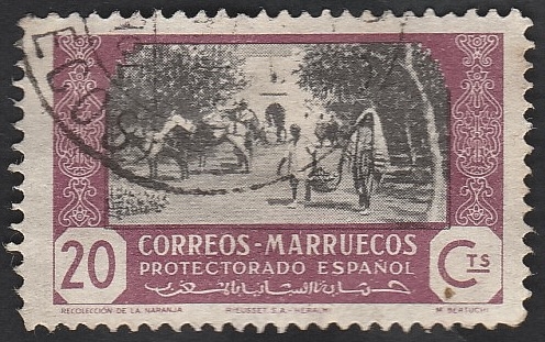 Marruecos protectorado español - 251 - Recolección de la naranja