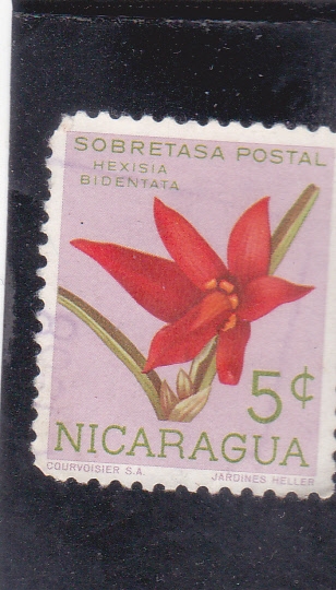 FLORES- HEXISIA BIDENTATA